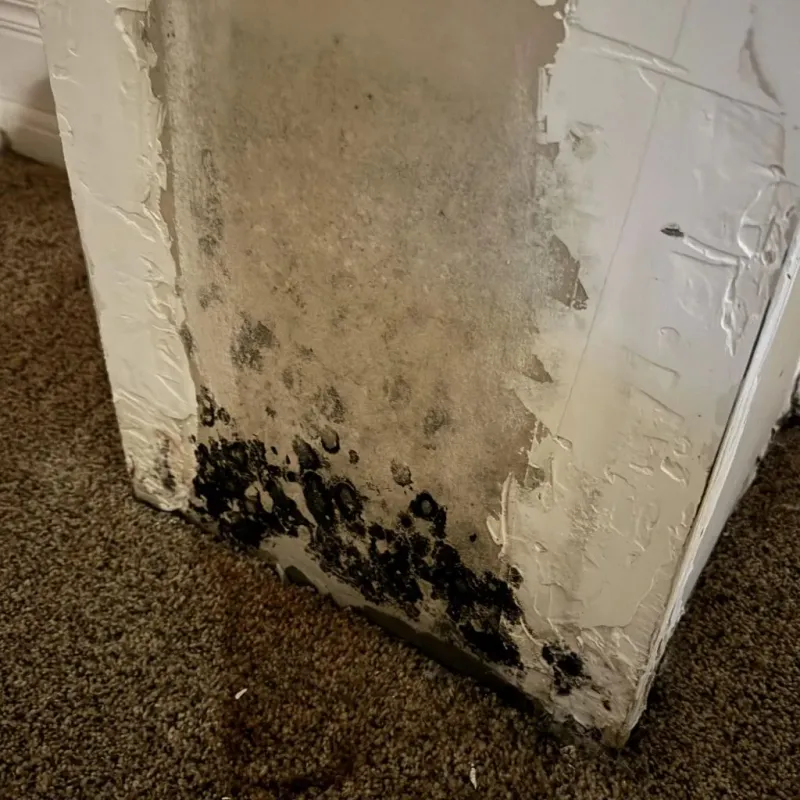 Professional Mold Removal in Tamworth, NH